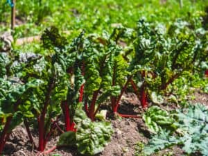 Collard greens growing in a field