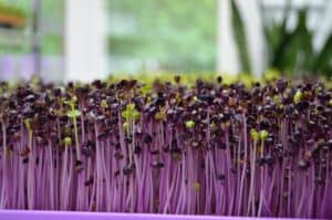 Purple sprouts