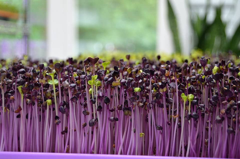 Purple sprouts